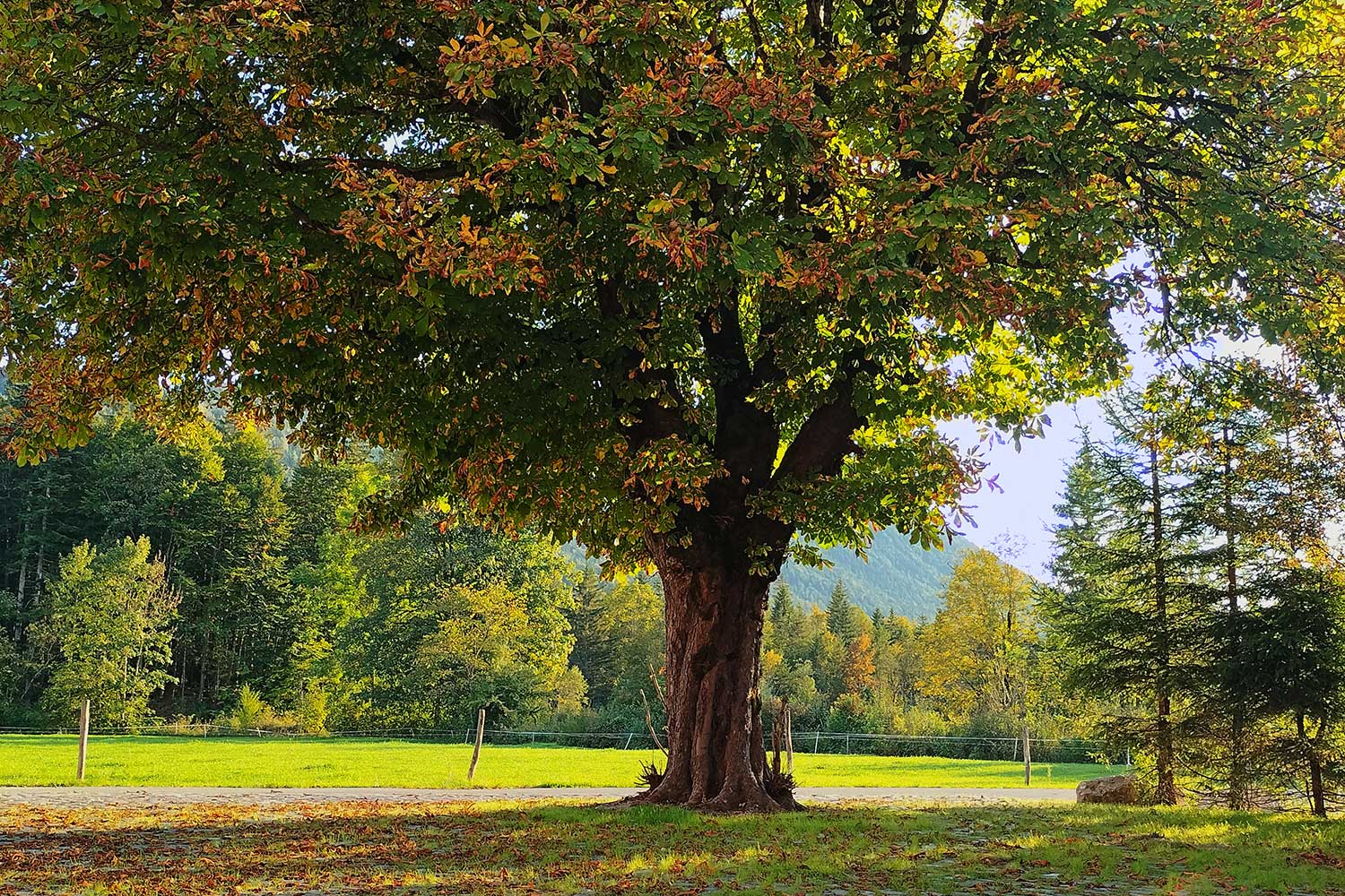 Naturhaus-Leger-Ferienwohnung-Lenggries-Kastanienbaum-in-der-Hofeinfahrt